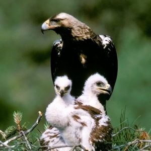 águila iberica
