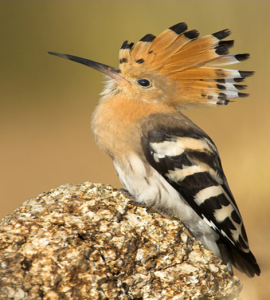 Abubilla