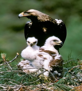 Águila Imperial Ibérica