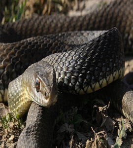 Culebra Bastarda