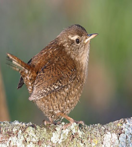 Chochín