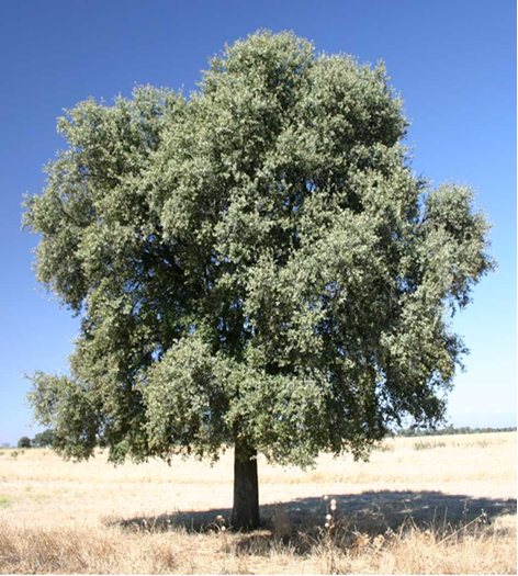 Encina, carrasca