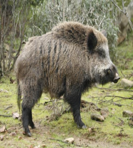 Jabalí
