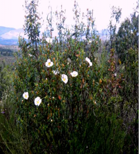 Jara Pringosa