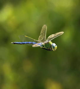 Libélula Emperador