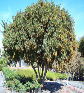 Madroño