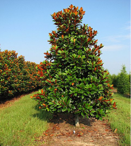 Magnolio