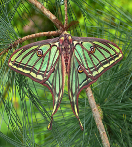 Mariposa Isabelina