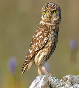 Mochuelo Europeo