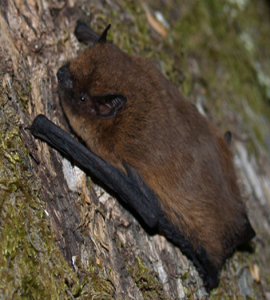 Murciélago Enano