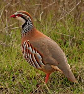 Perdiz Roja
