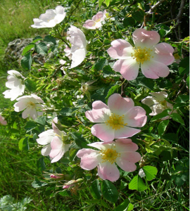 Rosal perruno, rosal silvestre, escaramujo