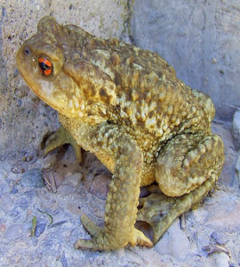 Sapo Común